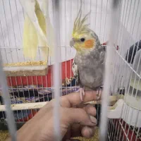 عروس هلندی|پرنده|هشترود, |دیوار