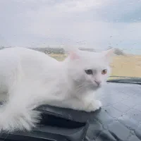 گربه نر پرشین|گربه|بندر گناوه, |دیوار