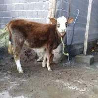 گاو لیشه|حیوانات مزرعه|رشت, حومه رشت|دیوار