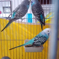 مرغ عشق دانه ای۱۸۰هزار|پرنده|هشتگرد, فاز ۷ مهستان|دیوار