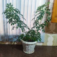 گل طبیعی چندجوربایک عددسینی|گل و گیاه طبیعی|کرمانشاه, |دیوار