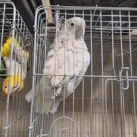 هایپر پرنده