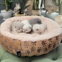 گربه بریتیش شورت هیر