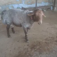 قوچ شیشک افشار همو