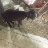 بره ماده