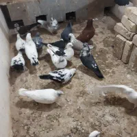 ۲۰تا کفتر ۱۰جفت