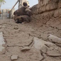 واگزاری توله آلبای اصل 2تا ماده خون بالا