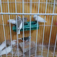 تعدادی فنچ فروشی