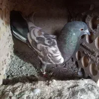کفتر پرشی