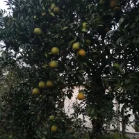 میوه پرتقال حدود 2 تن و نیم|عمده‌فروشی|کلارآباد, |دیوار