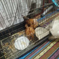 جوجه محلی سرحال