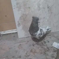 یک عدد کله هفت رنگ|پرنده|شیروان (خراسان), |دیوار