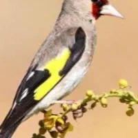 سهره کرمانی