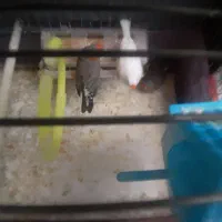 فنچ برای فروش