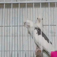 عروس هلندی چند جفت