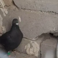 کفترزاغ نسل دارپرشی ۳۵۰|پرنده|تربت جام, جامرود|دیوار