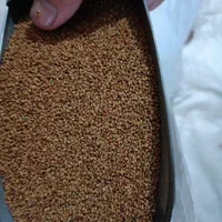 تخم علف بمی محلی اصلی کشاورز|خدمات باغبانی و درختکاری|کهنوج, |دیوار