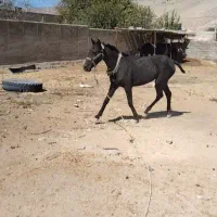 مادیان مشکی خوش نقش|اسب و تجهیزات اسب‌سواری|کرمانشاه, |دیوار
