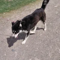 هاسکی نر ۲ساله