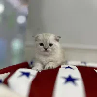 واگذاری بچه گربه اسکاتیش اصیل