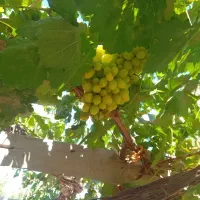 فروش انواع نهال میوه نشائ توت فرنگی شهر مود