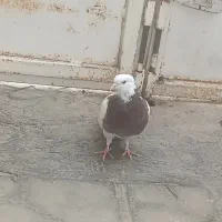 طوقی|پرنده|شیراز, داریون|دیوار