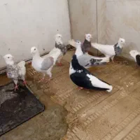 کبوتر|پرنده|کرمانشاه, |دیوار