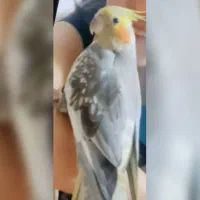 گمشده