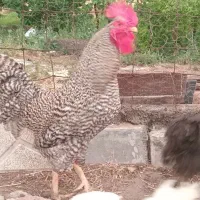 خروس آمریکایی  آمروک