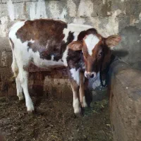 فروش گوساله ماده اصل