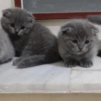 اسکاتیش بلو فولد|گربه|کرمان, |دیوار