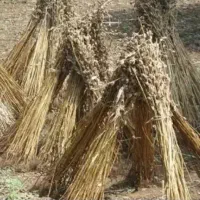 کنجد میچینیم