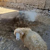 بره|حیوانات مزرعه|شهرکرد, |دیوار