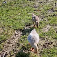 یه جفت غاز کاکلی