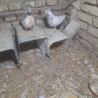 کفتر پرشی