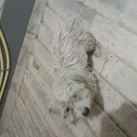 پیدا شده است|حیوانات|نجف‌آباد, شریعتی غربی|دیوار