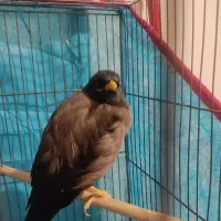 مرغ مینا