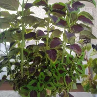 گل طبیعی چهار عدد|گل و گیاه طبیعی|دشت ذهاب, |دیوار