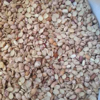 لوبیا چیتی