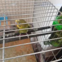 پرنده