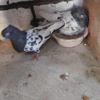 کبوتر کله سیاه|پرنده|گنبد کاووس, |دیوار