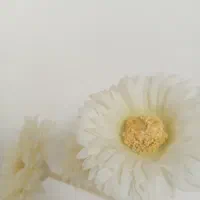 گل۶۸