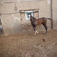 کره‌مادیان‌‌زیبا‌وبدن‌دار