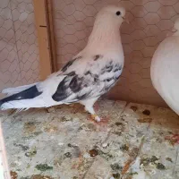 ماده پشت دارتو دم دار