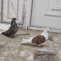 کبوتر ملاقی|پرنده|زهک, |دیوار