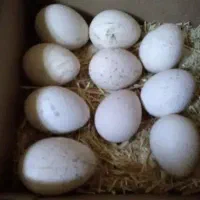 تخم بوقلمون نطفه دار