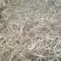 سلام پیاززعفران خریداریم