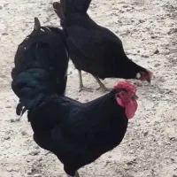 مرغ و خروس وارداتی مشکی