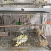 عروس هلندی های استثنایی