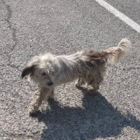 سگ پاکوتاه تریل|سگ|تهران, شادآباد|دیوار